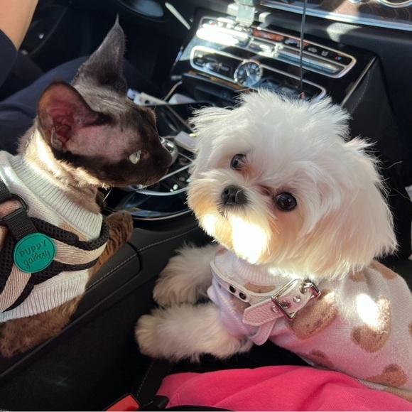 Meet your Posher, Zixuan - Picture 1 of 1